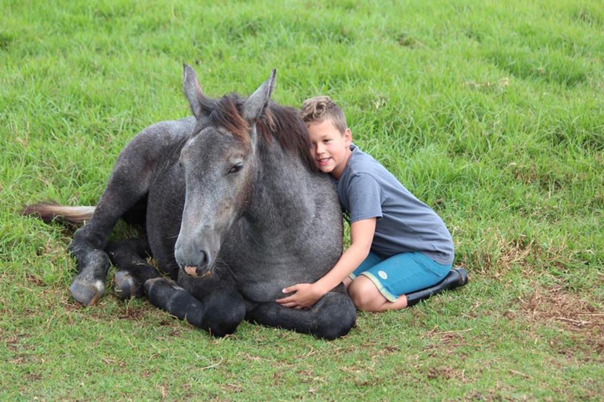 Outeniqua Moon Percheron Stud Farm Ruiterbos 외부 사진